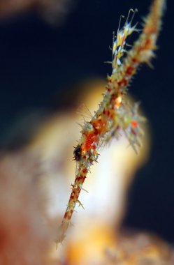 palyaço hayalet pipefish