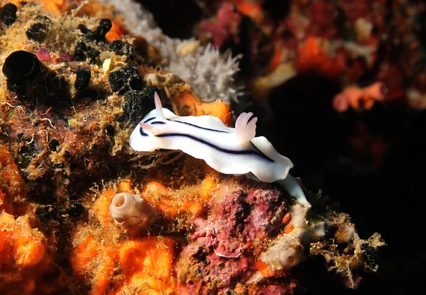 Chromodoris Lochi — стокове фото