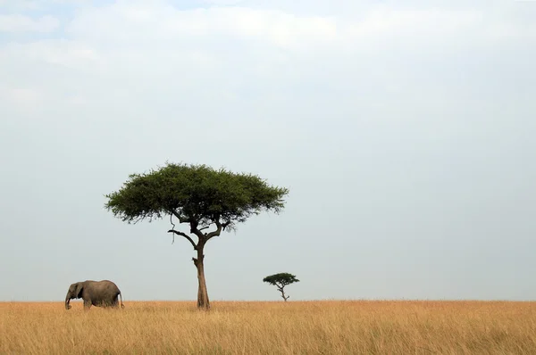 African Elephant & Acacia — Stock Photo, Image