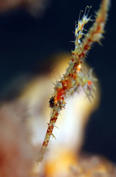 Palyaço hayalet pipefish — Stok fotoğraf