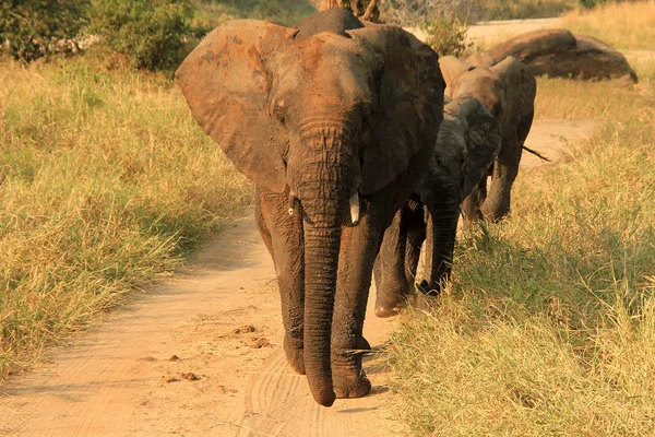 Elefante familia marchando — Foto de Stock