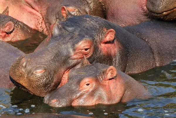 Hippo anne ve yavrusu