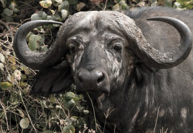 African Buffalo Portrait clipart