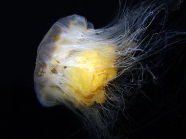 Lion’s Mane Jellyfish clipart