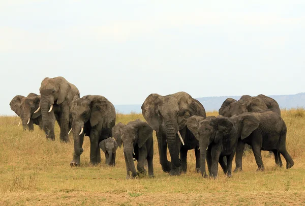 Olifant familie — Stockfoto