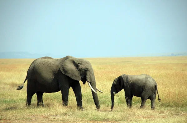 Elefant mor och kalv — Stockfoto