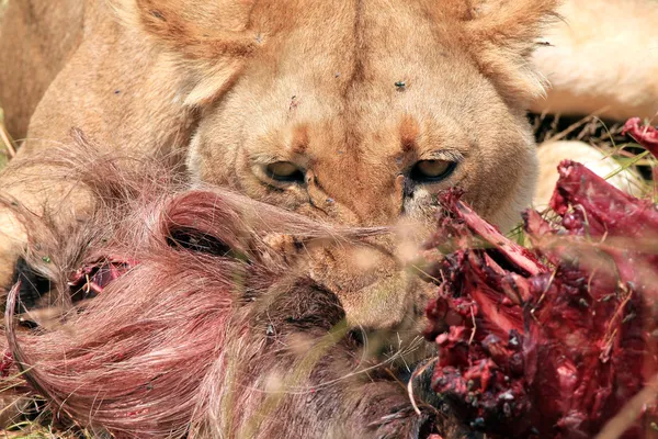 Leeuw eten een gnoe — Stockfoto