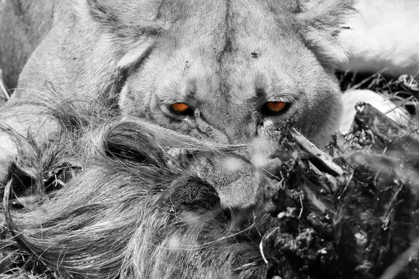 Leão a comer um gnu — Fotografia de Stock