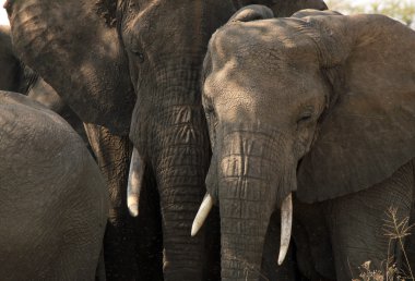 Elephant Couple clipart