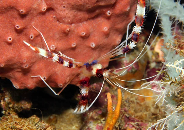 Banded Boxer Shrimp — Stock Photo, Image