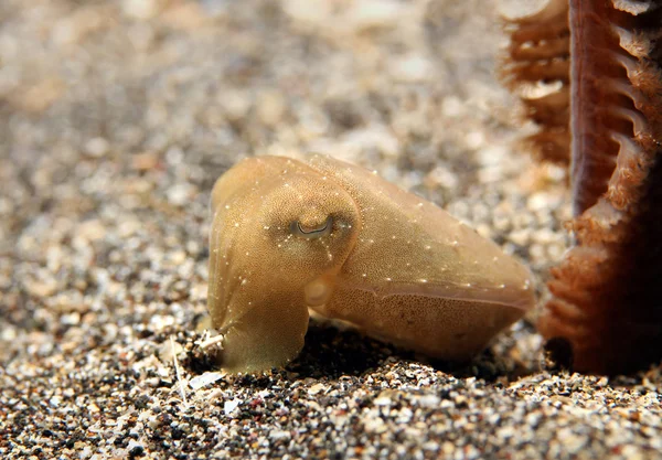 Pygmy Cuttlefish — Stock Photo, Image
