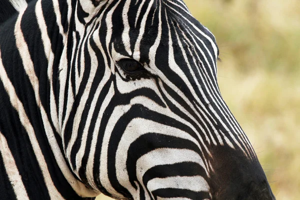 Zebra Primo piano — Foto Stock