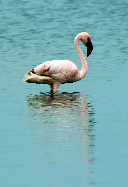 Mindre flamingo i vatten — Stockfoto