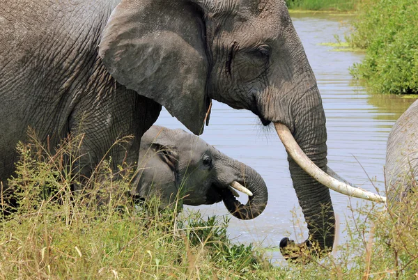 Elephants Drinking — Stock Photo, Image