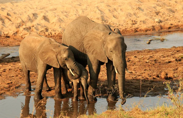 Elefante Familia bebiendo — Foto de Stock
