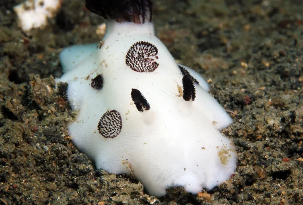 Jorunna Funebris — Stok fotoğraf