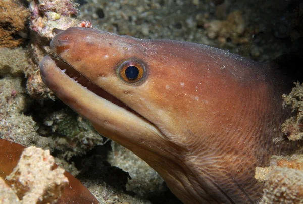 Palechin Moray — Stok fotoğraf