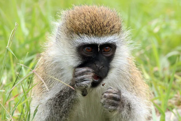 Vervet Monkey — Stock Photo, Image