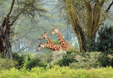 Three Maasai Giraffes clipart