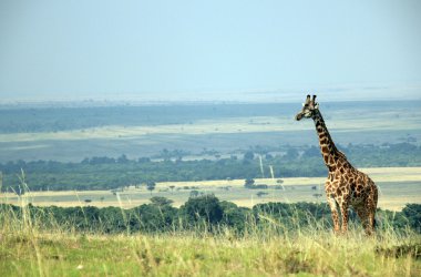 Masai zürafa