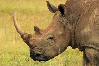 Beyaz rhino