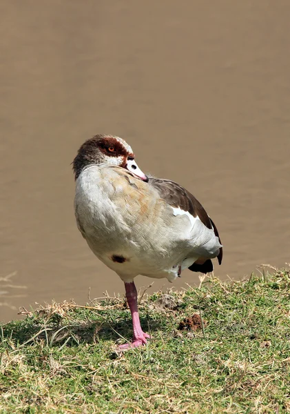 Egyptisk gås — Stockfoto