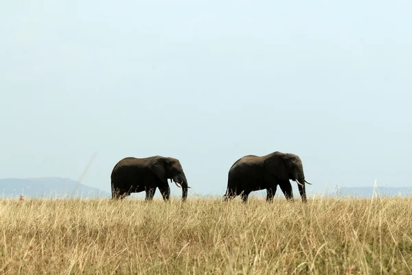 Elephant Couple — Stock Photo, Image