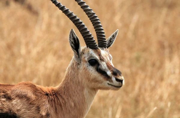 Thomsons Gazelle — Stockfoto