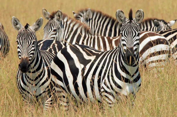 Zebras na grama — Fotografia de Stock