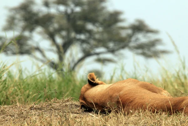 Singa betina tidur — Stok Foto