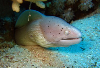 biberli moray