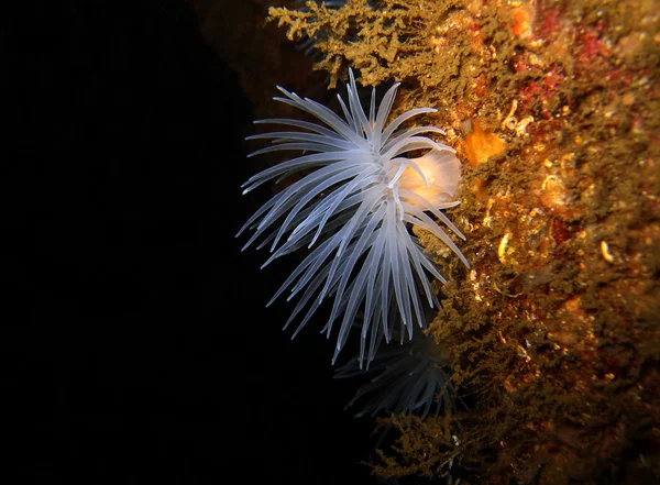 Sealoch anemon — Stok fotoğraf