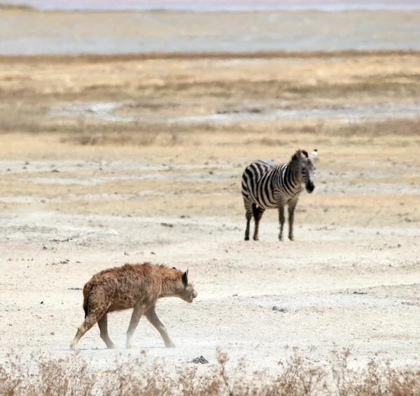 Benekli sırtlan ve zebra — Stok fotoğraf