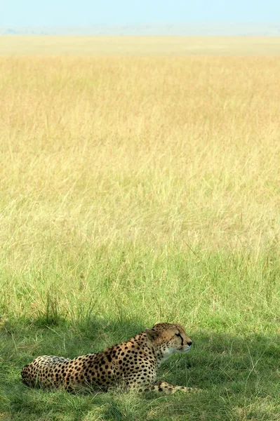 Cheetah — Stock Photo, Image