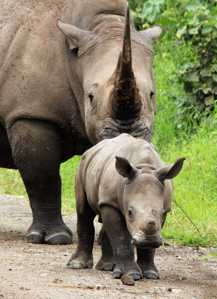 White Rhinos