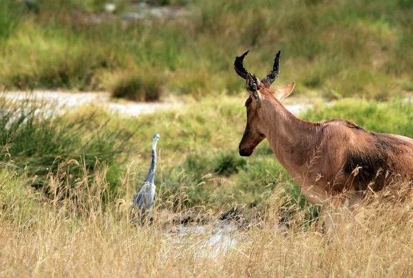 Topi ve balıkçıl — Stok fotoğraf