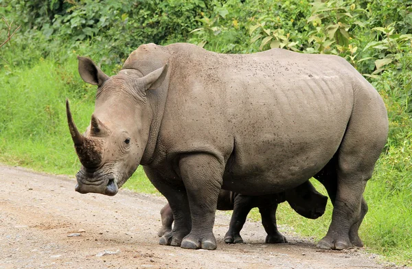 Vita noshörningar — Stockfoto