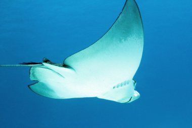 Benekli eagle ray