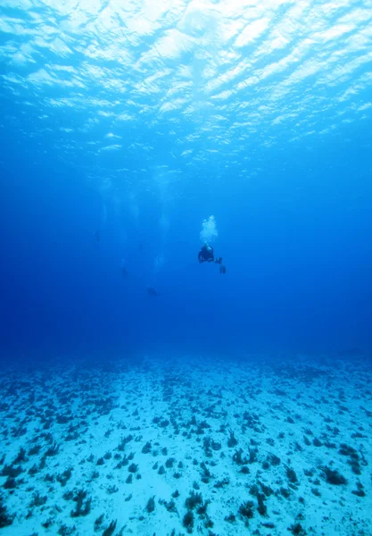 Divers in the Blue — Stock Photo, Image