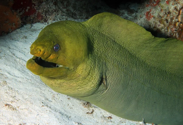 Πράσινο moray — Φωτογραφία Αρχείου