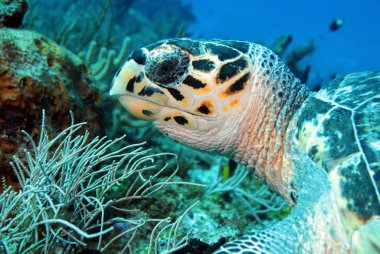 hawksbill kaplumbağa