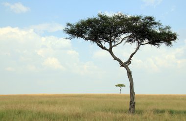 acaciabomen op savannah