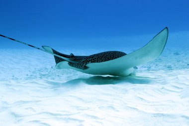 Benekli eagle ray yeme