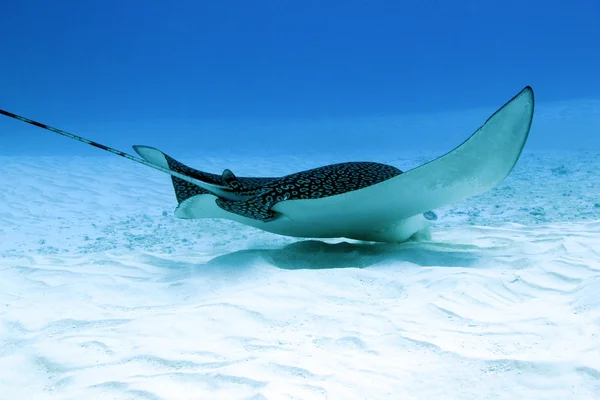 Spotted Eagle Ray Eating — Stock Photo, Image