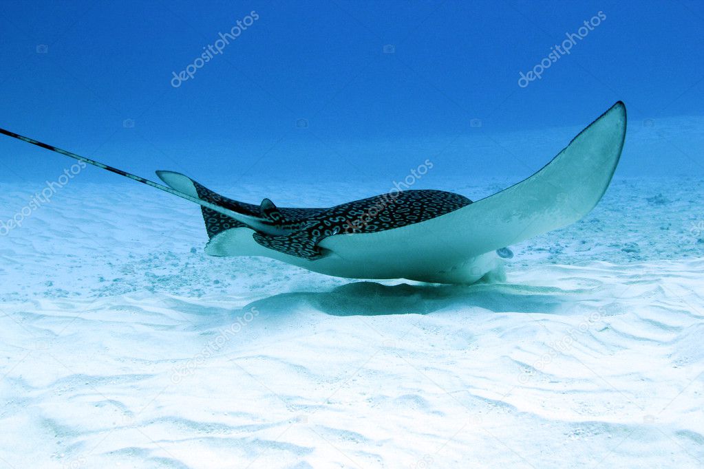 Spotted Eagle Ray Eating