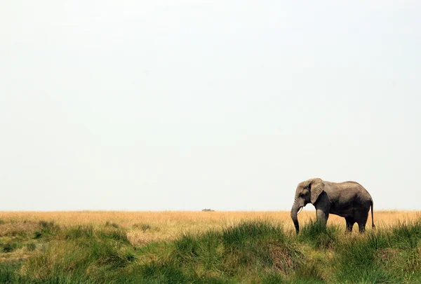 Elefant på savannen — Stockfoto