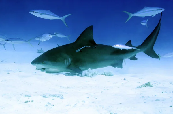 メジロザメ属のサメの餌 — ストック写真