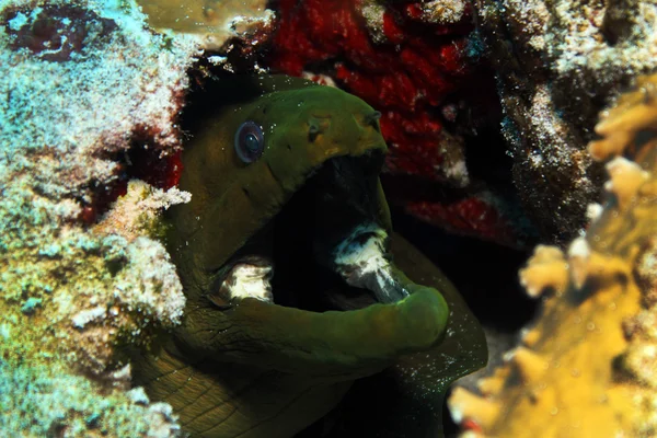 緑の moray のクローズ アップ — ストック写真