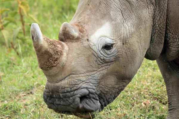 Vit noshörning närbild — Stockfoto