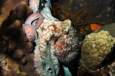 Karayip resif ahtapot